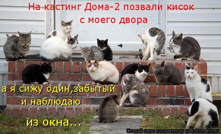 На кастинг Дома-2 позвали кисок с моего двора а я сижу один,забытый и наблюдаю из окна...... Котоматрица: На кастинг Дома-2 позвали кисок с моего двора а я сижу один,забытый и наблюдаю из окна...