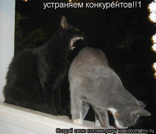 устраняем конкурентов!!1... Котоматрица: устраняем конкурентов!!1