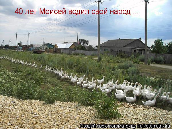 40 лет Моисей водил свой народ ...... Котоматрица: 40 лет Моисей водил свой народ ...