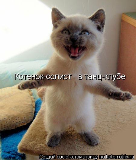 Котенок-солист в танц-клубе... Котоматрица: Котенок-солист в танц-клубе