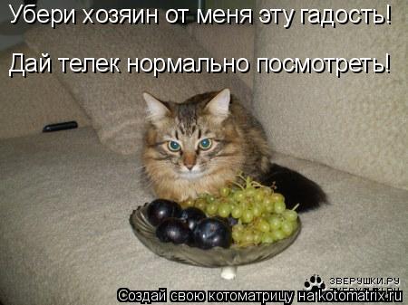 Убери хозяин от меня эту гадость! Дай телек нормально посмотреть!... Котоматрица: Убери хозяин от меня эту гадость! Дай телек нормально посмотреть!
