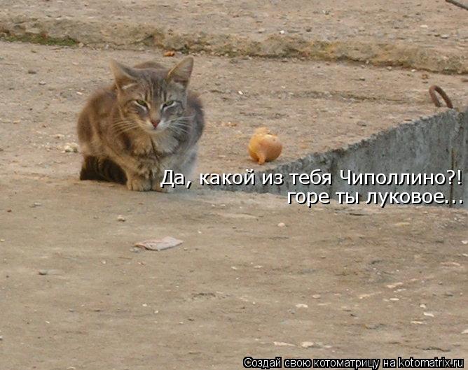 Да, какой из тебя Чиполлино?! горе ты луковое...... Котоматрица: Да, какой из тебя Чиполлино?! горе ты луковое...