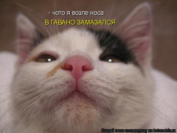 чото я возле носа В ГАВАНО ЗАМАЗАЛСЯ -... Котоматрица: чото я возле носа В ГАВАНО ЗАМАЗАЛСЯ -