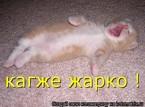 кагже жарко !... Котоматрица: кагже жарко !