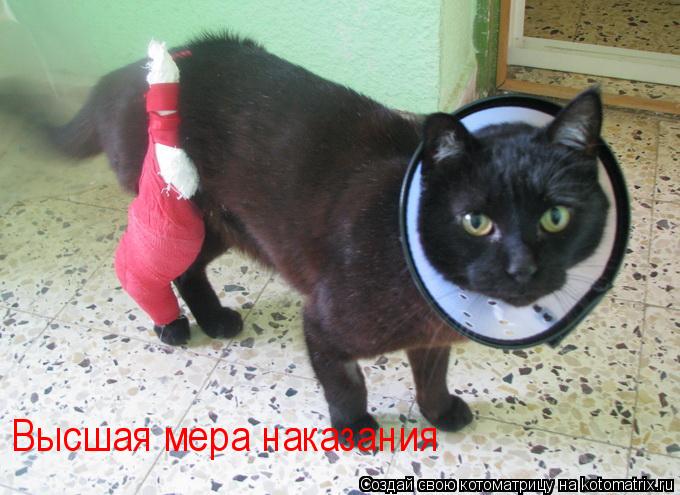 Высшая мера наказания... Котоматрица: Высшая мера наказания