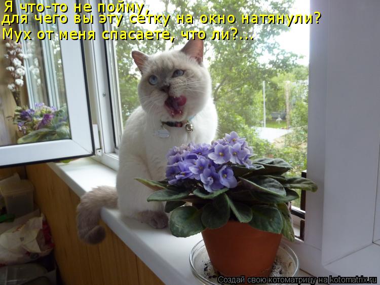 Я что-то не пойму, для чего вы эту сетку на окно натянули? Мух от меня спасаете, что ли?... Мух от ... Котоматрица: Я что-то не пойму, для чего вы эту сетку на окно натянули? Мух от меня спасаете, что ли?... Мух от меня спасаете, что ли?...