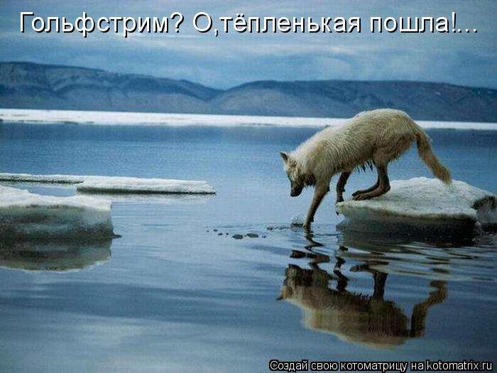 Гольфстрим? О,тёпленькая пошла!...... Котоматрица: Гольфстрим? О,тёпленькая пошла!...