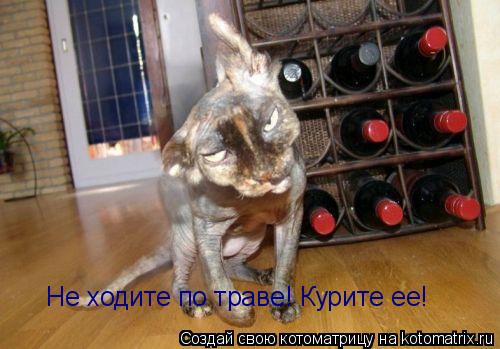 Не ходите по траве! Курите ее!... Котоматрица: Не ходите по траве! Курите ее!