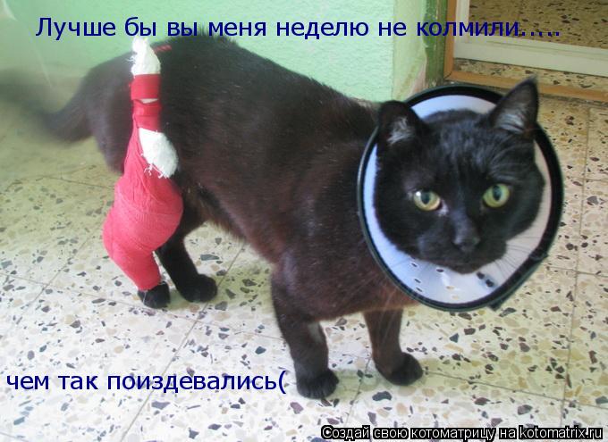 Лучше бы вы меня неделю не колмили..... чем так поиздевались(... Котоматрица: Лучше бы вы меня неделю не колмили..... чем так поиздевались(
