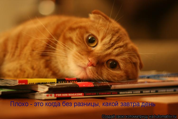Плохо - это когда без разницы, какой завтра день... Котоматрица: Плохо - это когда без разницы, какой завтра день