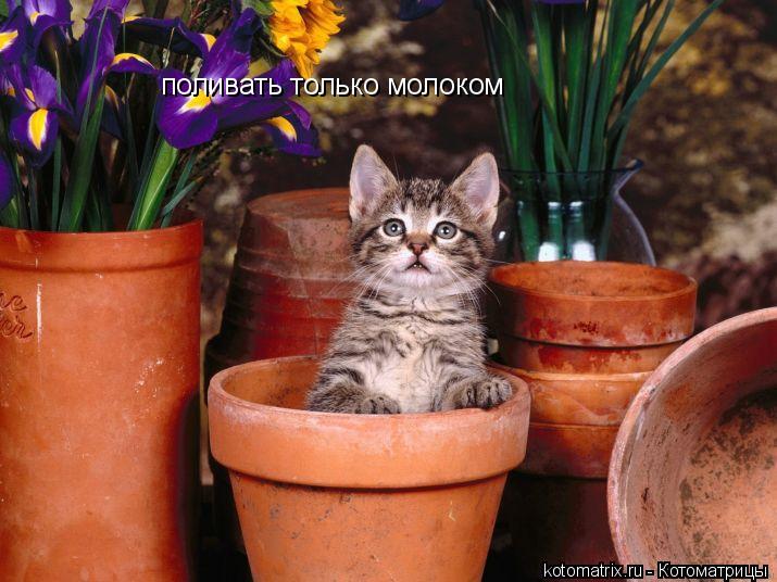 поливать только молоком... Котоматрица: поливать только молоком