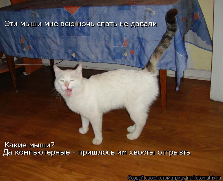 Эти мыши мне всю ночь спать не давали Какие мыши? Да компьютерные - пришлось им хвосты отгрызть... Котоматрица: Эти мыши мне всю ночь спать не давали Какие мыши? Да компьютерные - пришлось им хвосты отгрызть