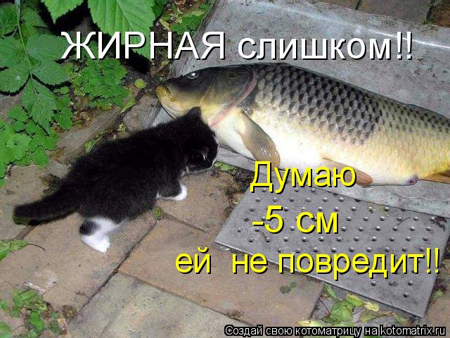 ЖИРНАЯ слишком!! Думаю -5 см ей не повредит!!... Котоматрица: ЖИРНАЯ слишком!! Думаю -5 см ей не повредит!!