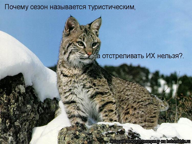 Почему сезон называется туристическим, а отстреливать ИХ нельзя?…... Котоматрица: Почему сезон называется туристическим, а отстреливать ИХ нельзя?…