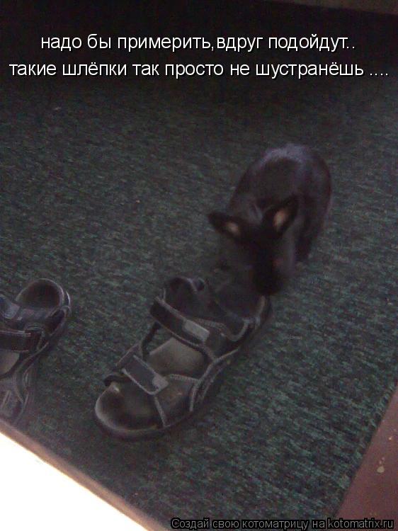 надо бы примерить,вдруг подойдут.. такие шлёпки так просто не шустранёшь ....... Котоматрица: надо бы примерить,вдруг подойдут.. такие шлёпки так просто не шустранёшь ....