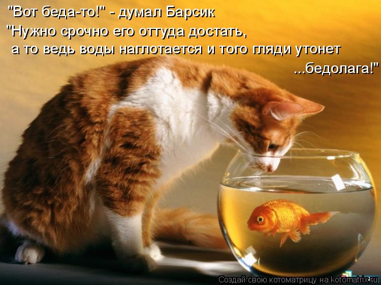 "Вот беда-то!" - думал Барсик "Нужно срочно его оттуда достать, а то ведь воды наглотается и того гля... Котоматрица: "Вот беда-то!" - думал Барсик "Нужно срочно его оттуда достать, а то ведь воды наглотается и того гляди утонет ...бедолага!"