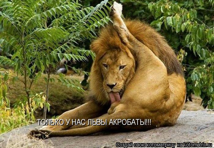 ТОЛЬКО У НАС ЛЬВЫ АКРОБАТЫ!!!... Котоматрица: ТОЛЬКО У НАС ЛЬВЫ АКРОБАТЫ!!!