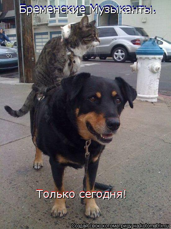 Бременские Музыканты. Бременские Музыканты. Только сегодня! Только сегодня!... Котоматрица: Бременские Музыканты. Бременские Музыканты. Только сегодня! Только сегодня!