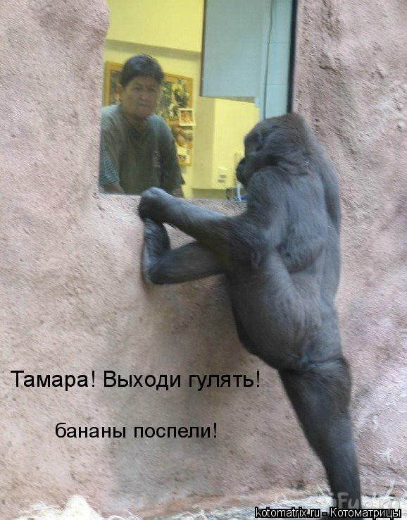 Тамара! Выходи гулять! бананы поспели!... Котоматрица: Тамара! Выходи гулять! бананы поспели!