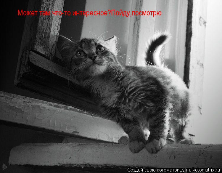 Может там что-то интересное?Пойду,посмотрю... Котоматрица: Может там что-то интересное?Пойду,посмотрю