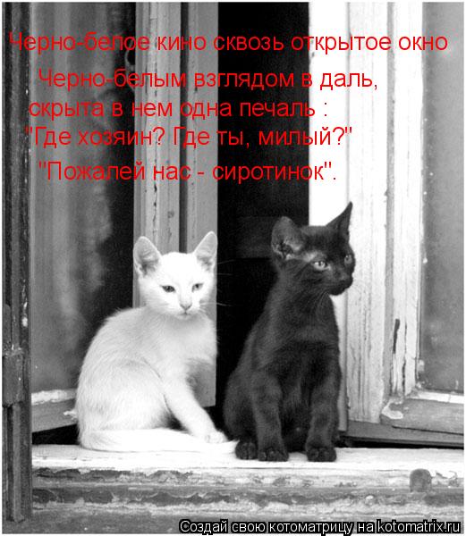 Черно-белое кино сквозь открытое окно Черно-белым взглядом в даль, скрыта в нем одна печаль : "Где хо... Котоматрица: Черно-белое кино сквозь открытое окно Черно-белым взглядом в даль, скрыта в нем одна печаль : "Где хозяин? Где ты, милый?" "Пожалей нас - сироти