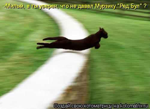 -Милый, а ты уверен, что не давал Мурзику "Ред Бул" ?... Котоматрица: -Милый, а ты уверен, что не давал Мурзику "Ред Бул" ?