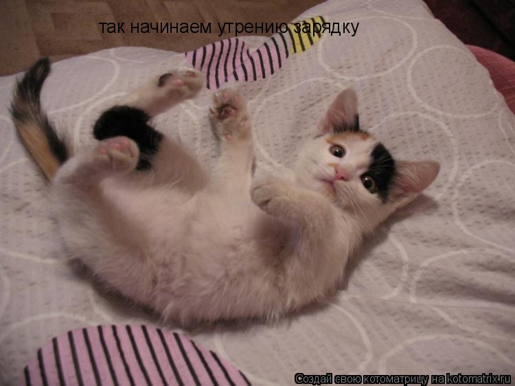 так начинаем утрению зарядку... Котоматрица: так начинаем утрению зарядку