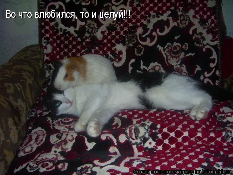 Во что влюбился, то и целуй!!!... Котоматрица: Во что влюбился, то и целуй!!!