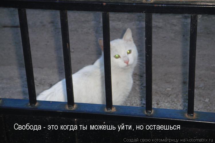 Свобода - это когда ты можешь уйти, но остаешься... Котоматрица: Свобода - это когда ты можешь уйти, но остаешься
