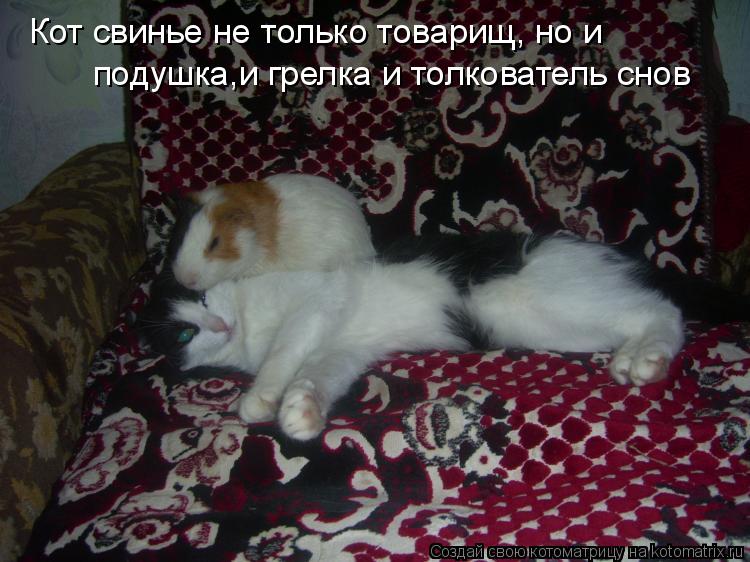 Кот свинье не только товарищ, но и подушка,и грелка и толкователь снов... Котоматрица: Кот свинье не только товарищ, но и подушка,и грелка и толкователь снов
