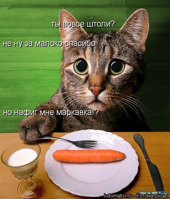 ты вовсе штоли? не ну за малоко спасибо но нафиг мне маркавка!?... Котоматрица: ты вовсе штоли? не ну за малоко спасибо но нафиг мне маркавка!?