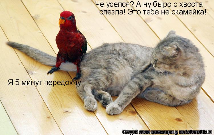 Чё уселся? А ну быро с хвоста слезла! Это тебе не скамейка! Я 5 минут передохну и дальше... Ага! Раз... Котоматрица: Чё уселся? А ну быро с хвоста слезла! Это тебе не скамейка! Я 5 минут передохну и дальше... Ага! Раз уж села, так сиди, обедом будешь.