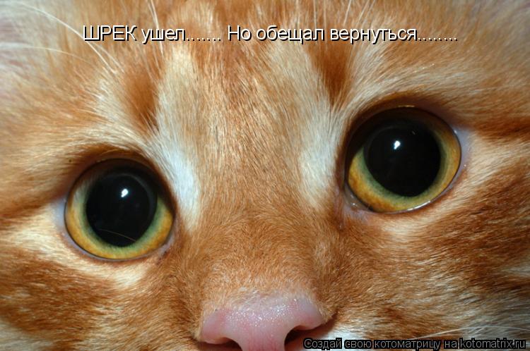 ШРЕК ушел....... Но обещал вернуться........... Котоматрица: ШРЕК ушел....... Но обещал вернуться........