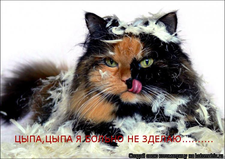 ЦЫПА,ЦЫПА Я БОЛЬНО НЕ ЗДЕЛАЮ............. Котоматрица: ЦЫПА,ЦЫПА Я БОЛЬНО НЕ ЗДЕЛАЮ..........