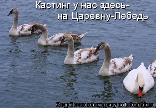 Кастинг у нас здесь- на Царевну-Лебедь... Котоматрица: Кастинг у нас здесь- на Царевну-Лебедь