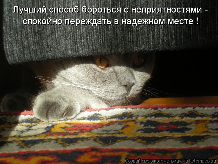 Лучший способ бороться с неприятностями - спокойно переждать в надежном месте !... Котоматрица: Лучший способ бороться с неприятностями - спокойно переждать в надежном месте !