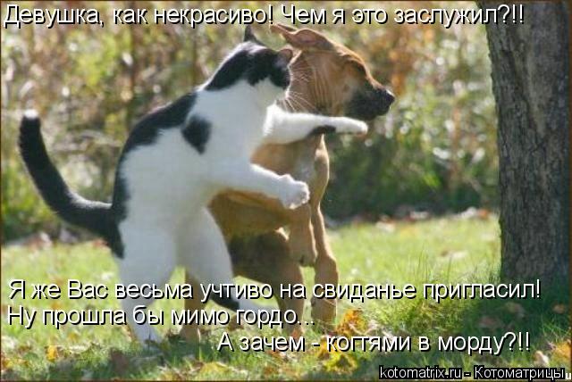 Девушка, как некрасиво! Чем я это заслужил?!! Я же Вас весьма учтиво на свиданье пригласил! Ну прошла... Котоматрица: Девушка, как некрасиво! Чем я это заслужил?!! Я же Вас весьма учтиво на свиданье пригласил! Ну прошла бы мимо гордо... А зачем - когтями в морду?!
