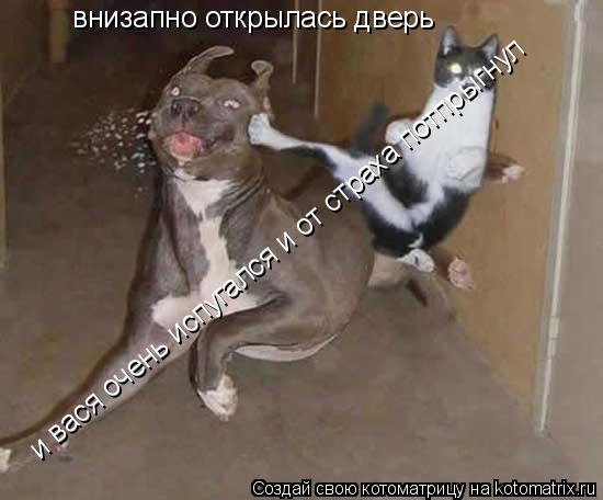 внизапно открылась дверь и вася очень испугался и от страха потпрыгнул... Котоматрица: внизапно открылась дверь и вася очень испугался и от страха потпрыгнул