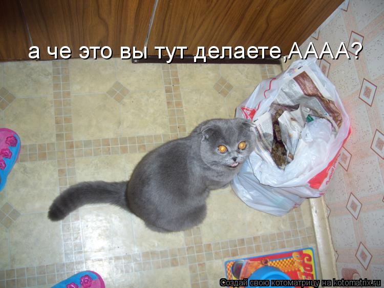 Котоматрица: а че это вы тут делаете,АААА?