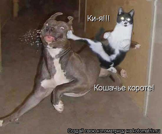 Котоматрица: Ки-я!!! Кошачье короте!