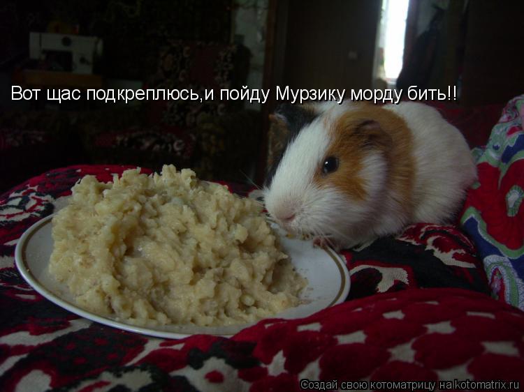 Котоматрица: Вот щас подкреплюсь,и пойду Мурзику морду бить!!