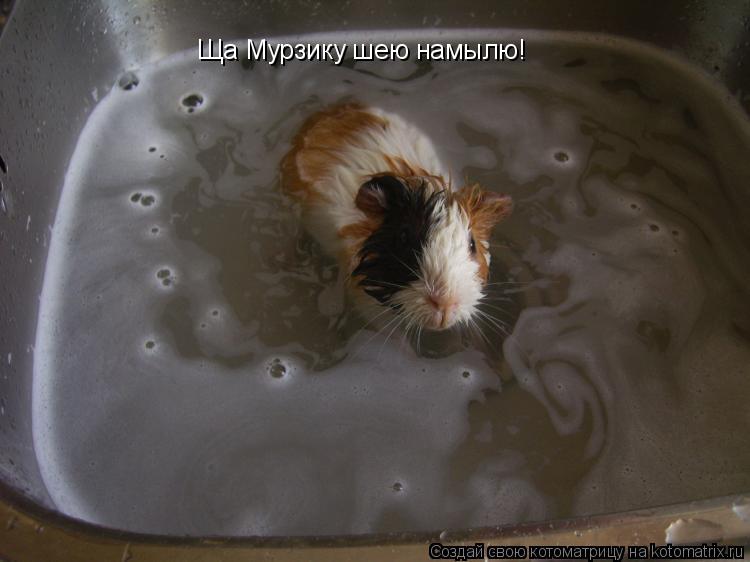 Котоматрица: Ща Мурзику шею намылю!