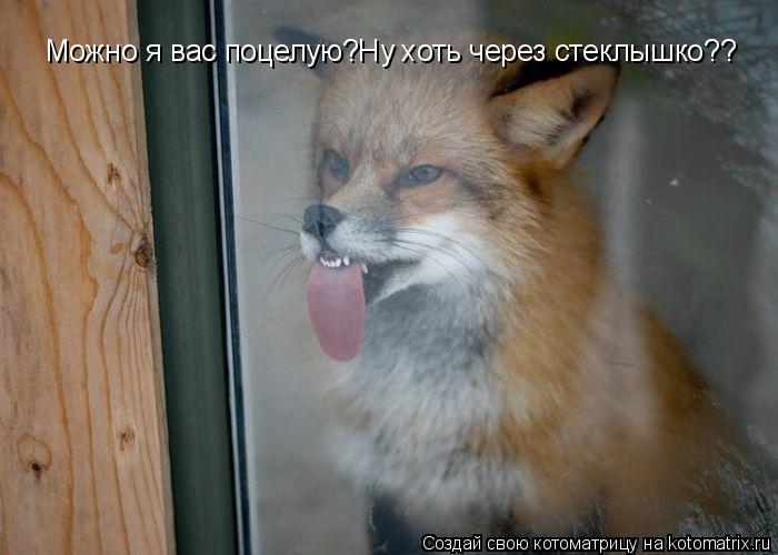 Котоматрица: Можно я вас поцелую?Ну хоть через стеклышко??
