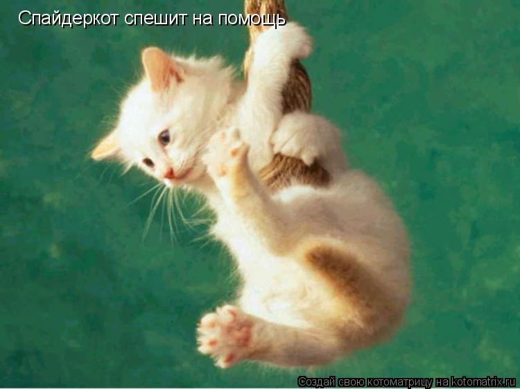 Котоматрица: Спайдеркот спешит на помощь