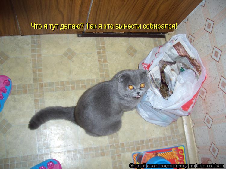 Котоматрица: Что я тут делаю? Так я это вынести собирался!