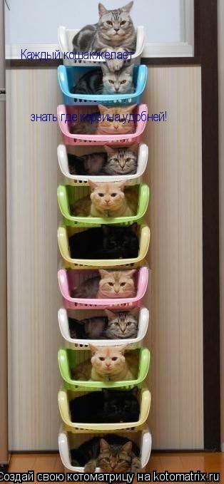 Каждый кошак желает знать где корзина удобней!... Котоматрица: Каждый кошак желает знать где корзина удобней!