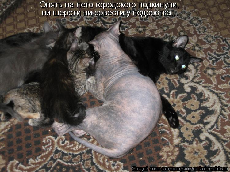 Опять на лето городского подкинули, ни шерсти ни совести у подростка...... Котоматрица: Опять на лето городского подкинули, ни шерсти ни совести у подростка...