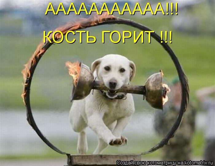 ААААААААААА!!! КОСТЬ ГОРИТ !!!... Котоматрица: ААААААААААА!!! КОСТЬ ГОРИТ !!!