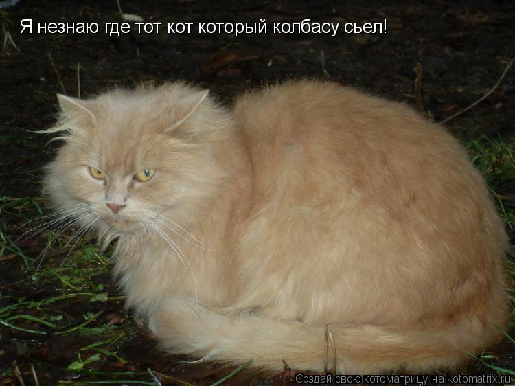 Я незнаю где тот кот который колбасу сьел!... Котоматрица: Я незнаю где тот кот который колбасу сьел!