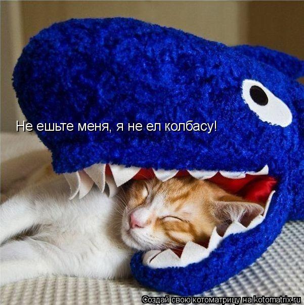 Не ешьте меня, я не ел колбасу!... Котоматрица: Не ешьте меня, я не ел колбасу!